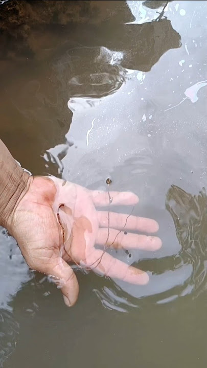 diluar nalar akar keluar api ternyata isi bulu perindu asli pemikat wanita #mistis #virakshorts