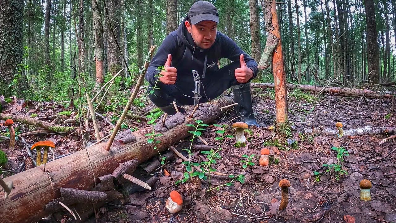 ЭТО ПИК БЛАЖЕНСТВА СОБИРАТЬ ТАКИЕ КРАСИВЫЕ ГРИБЫ | БЕЛЫЕ ГРИБЫ И ...