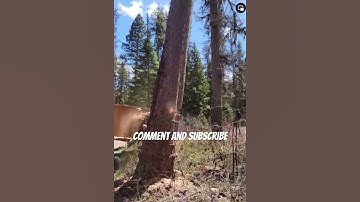 Felling Big Trees with Stihl Chainsaw. #arborist #logger #chainsaw #shorts #treeworker #arborist