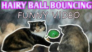 My cat like a bouncing ball