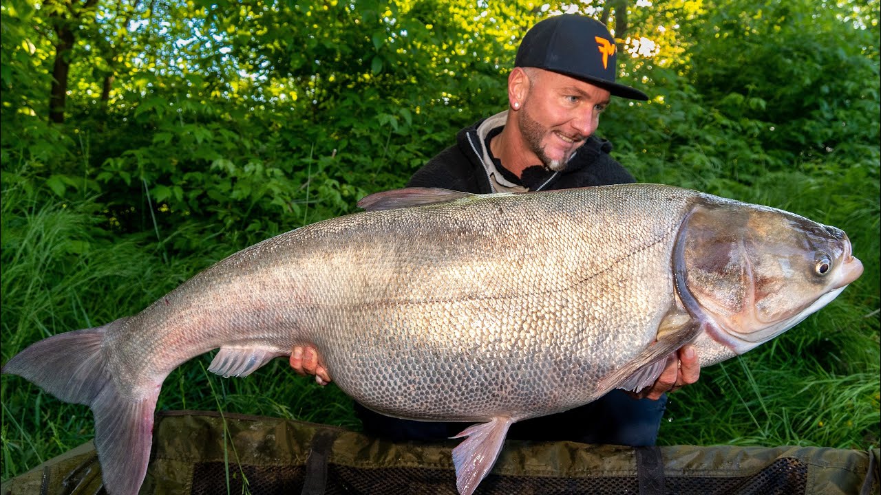 FEEDERMANIA-Körösi nagy busák 1