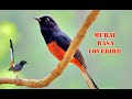 Suara Burung Murai Gacor Murai Rasa Lovebird Mp3 - Mp4 Download