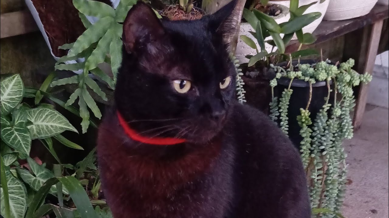 Momentos Com S.Meia noite  no Jardim 