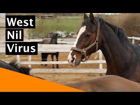 Video: West-Nil-Virus - Täglicher Tierarzt