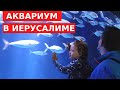 АКУЛЫ У НАС НАД ГОЛОВОЙ // Аквариум в Иерусалиме ИЗРАИЛЬ