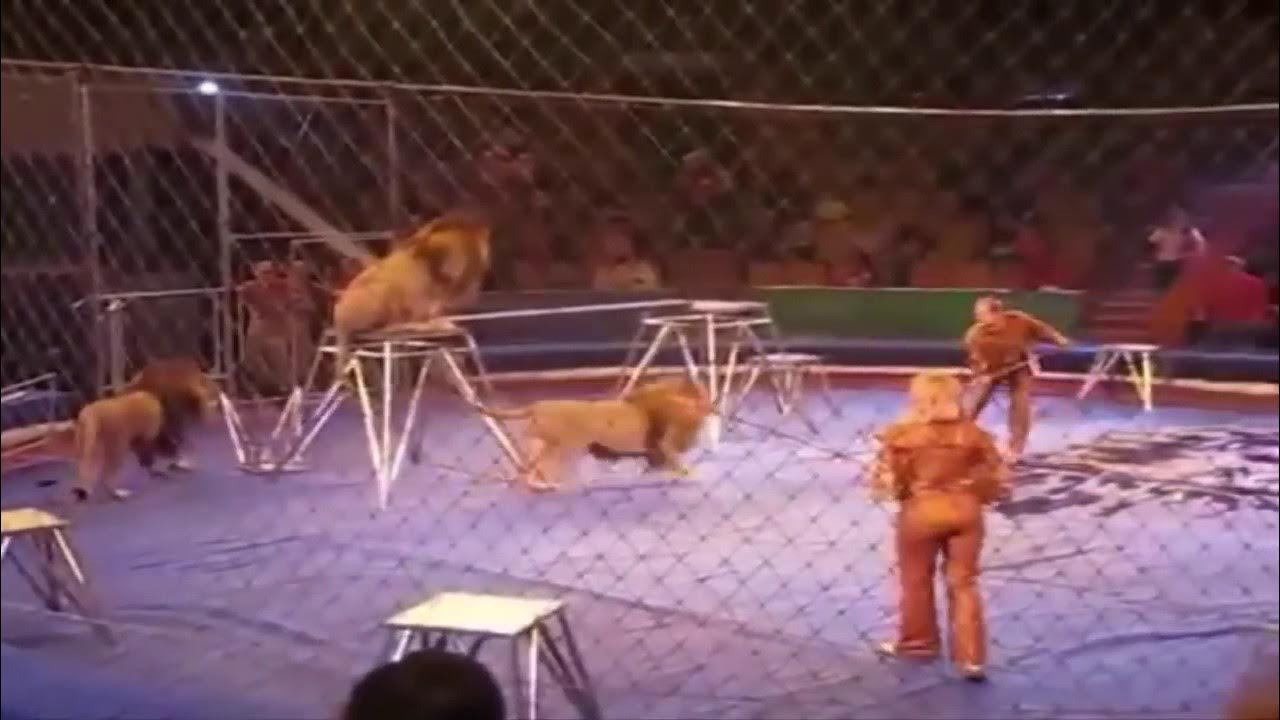 Хамада кута дрессировщик из египта. Лев напал на дрессировщика в кисловодске. Лев в цирке. Ну погоди в цирке лев напал на дрессировщика. В кисловодске в цирке лев напал на дрессировщика.