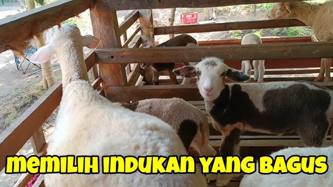 Rus porno qizlar Jinsiy filmlar va rasmlar