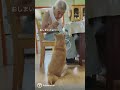 おやつおしまいの魔法をかけるおじいやんと、すんなり魔法にかかる柴犬フク