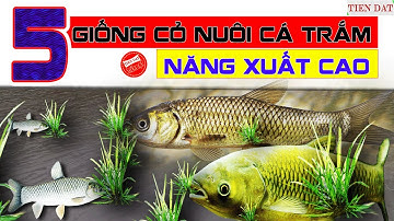 5 giống cỏ chăn nuôi cá trắm cỏ năng xuất cao