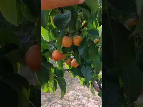 Video: Asian Pear Tree Care - Sfaturi pentru cultivarea perelor asiatice în peisaj