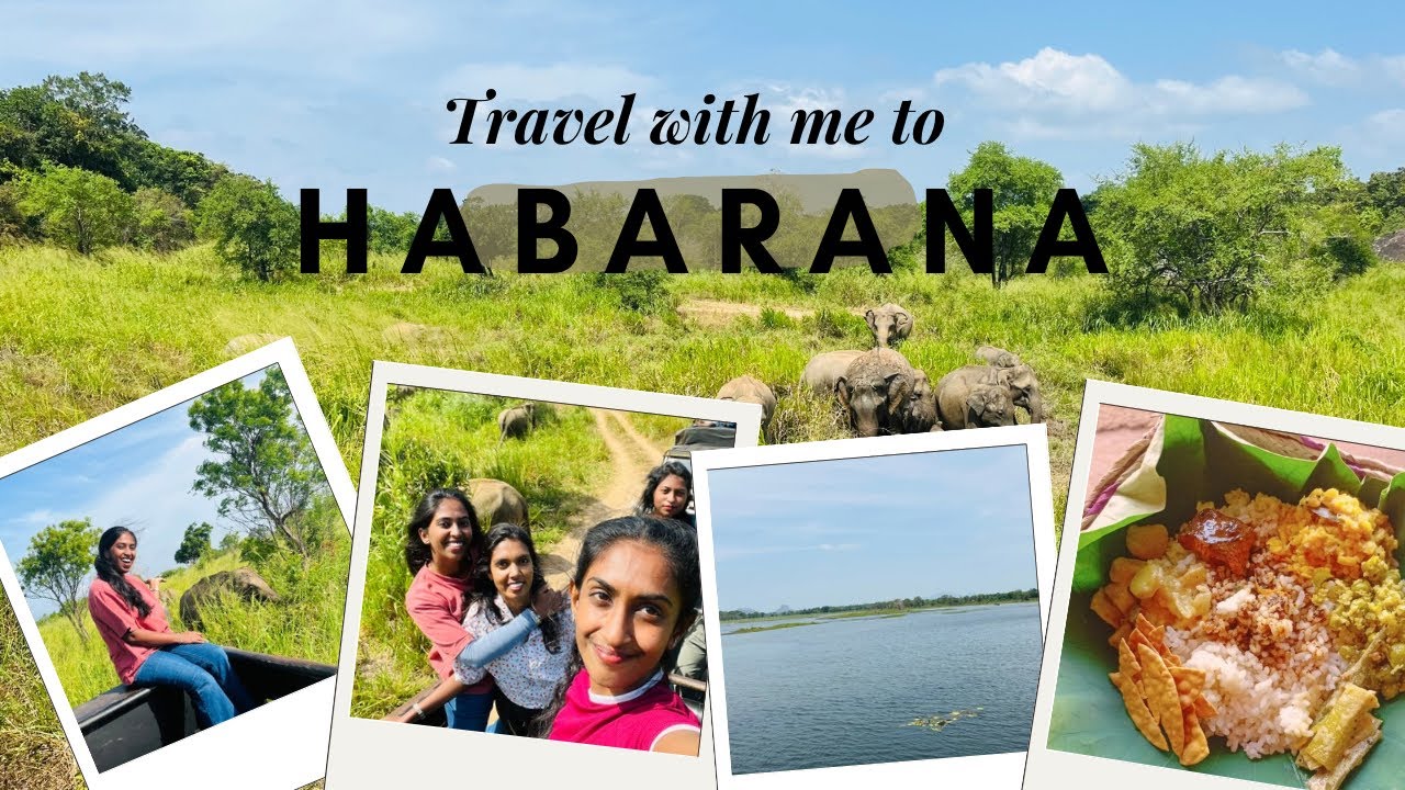 Budget එකට හොඳ Safari! 💰 | Best Budget Safari in Sri Lanka | හබරන සැරිසරණ🐘 | Safari Vlog 