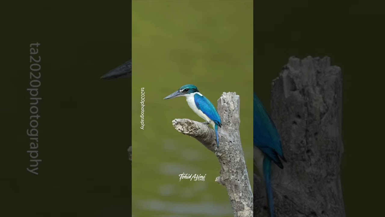 Collared Kingfisher 