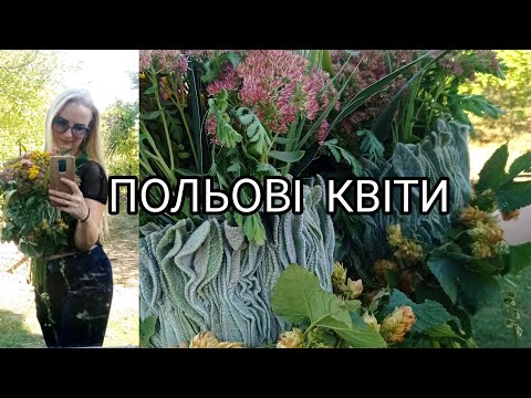 ПОЛЬОВІ КВІТИ 💐 | БУКЕТ ПОЛЬОВИХ КВІТІВ | ЦВІТИ | ВІРШ ПРО ПОЛЬОВІ КВІТИ | #польовіквіти #автор