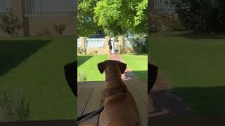Teaching your Pup to Stay on Veranda & Opening front gate