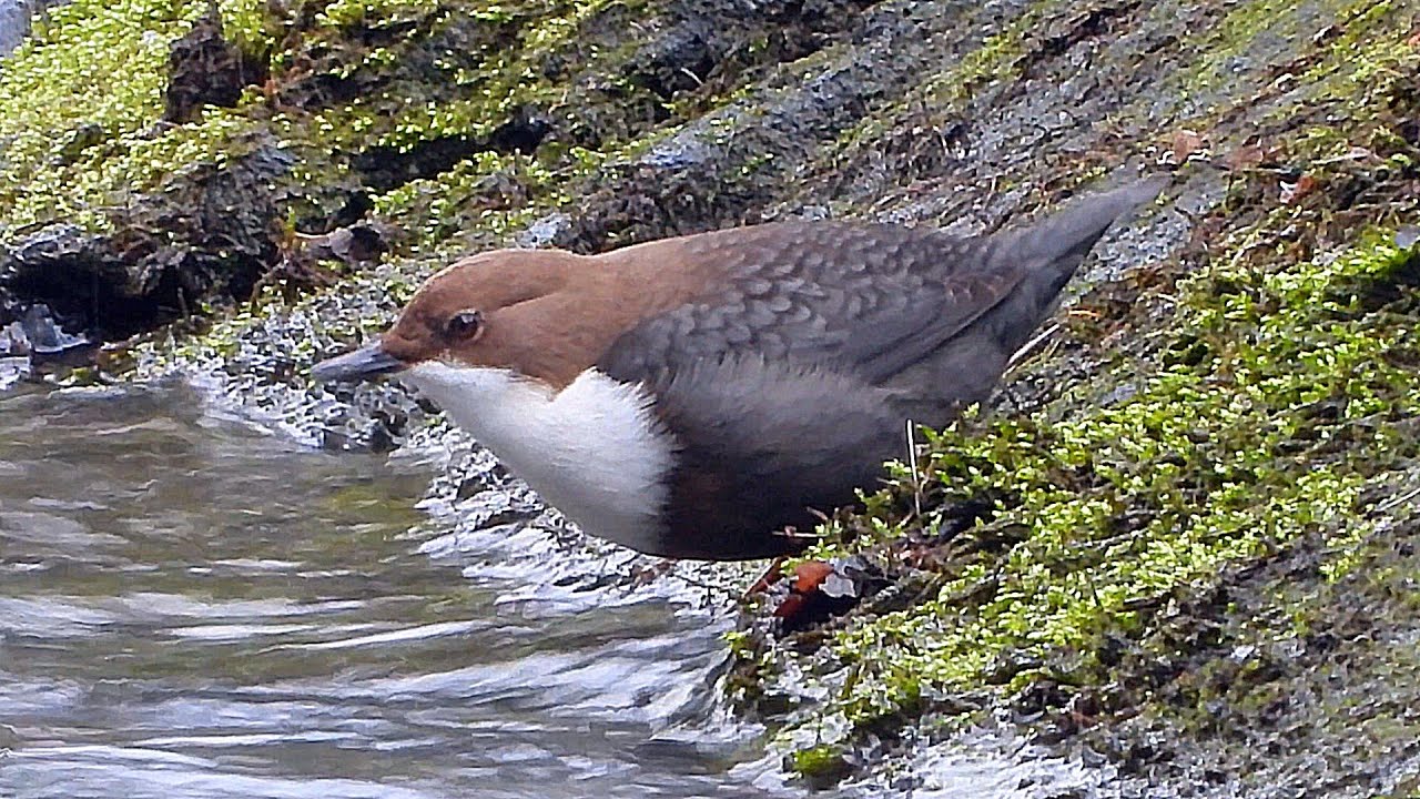 Skorec vodní (Cinclus cinclus),Wasseramsel,White-throated dipper 