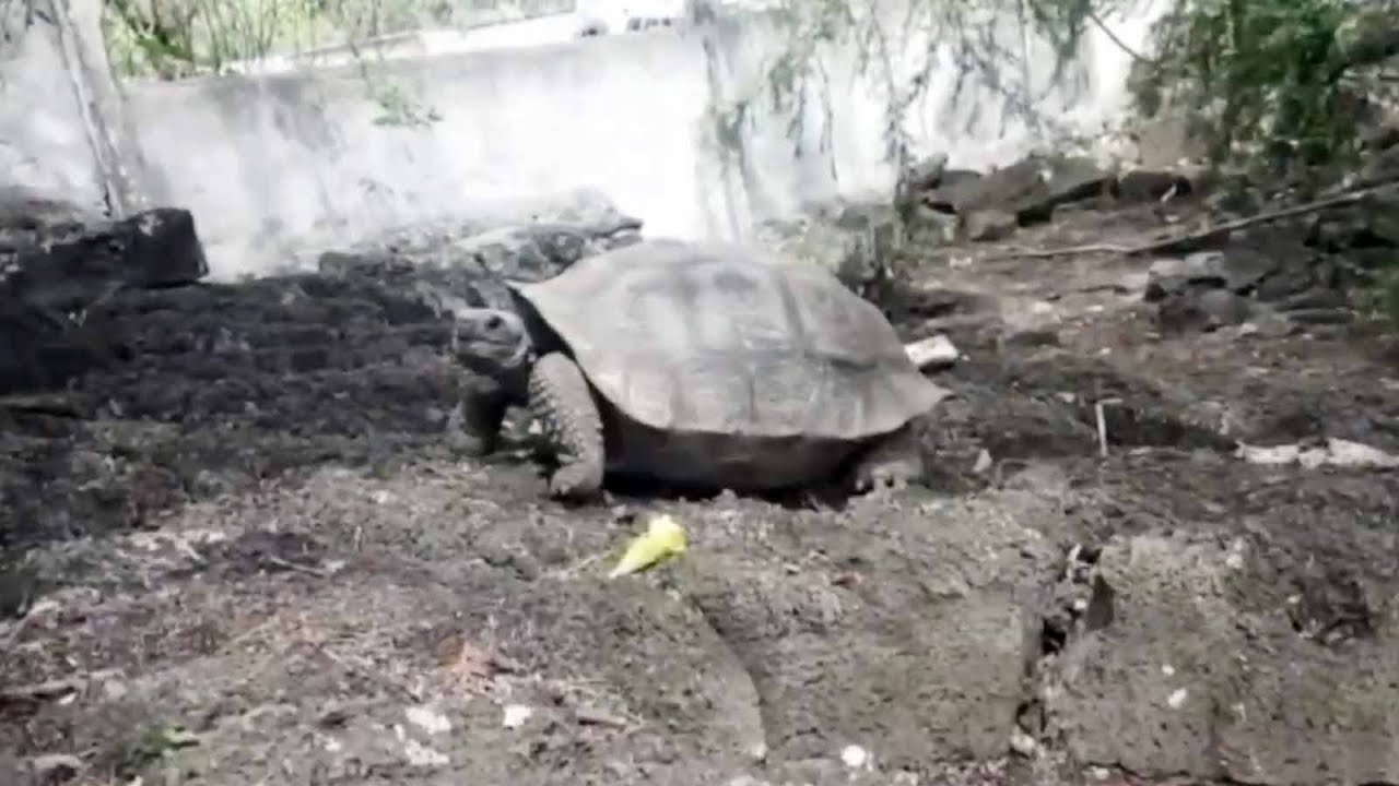 Experts find giant tortoises related to Lonesome George on Galapagos Islands