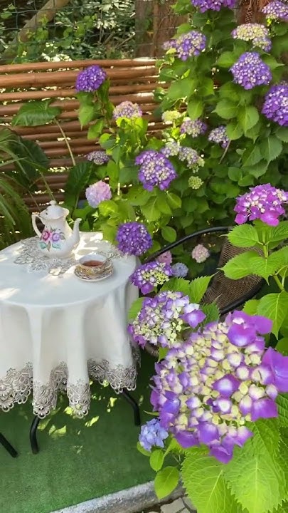 Крупнолистная гортензия-ред барон-саженцы 300₽💜8-918-105-60-69 # ...