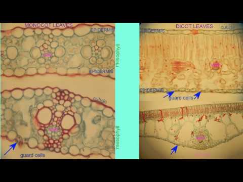 MONOCOT & DICOT LEAVES COMPARED