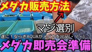 メダカ販売方法と準備！遂に屋外飼育のメダカを即売会で販売する為、選別します。ドラゴンブルー.ブラックダイヤ.ダルマ.オロチ.魔王.魔王改.天女の舞.夜桜。安らぎAQUAちゃんねる