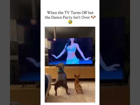 I love how serious they are! 😂😂😂🐶#OffLeashK9Training #DogHumor #SeriousBusiness #FunnyDogMoments