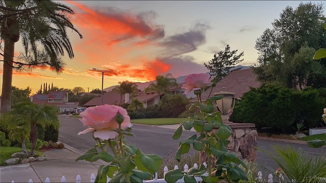 （花友问答15）重点说说月季玫瑰扦插！特别是龙沙宝石的扦插！