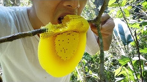 THÁCH THỨC ĂN MẬT ONG