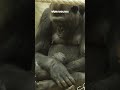 Babygorilla geboren in de Zoo van Antwerpen