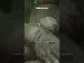Babygorilla geboren in de Zoo van Antwerpen