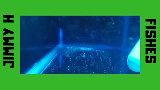 Download Lagu Successful Synodontis Polli Cats breeding Download Lagu Successful Synodontis Polli Cats breeding