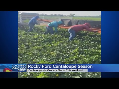 Rocky Ford Cantaloupe Season Is Here!