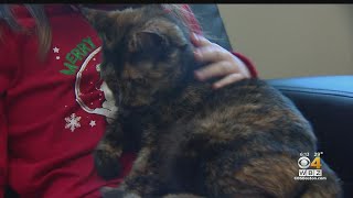 Dogs And Cats From Kentucky Up For Adoption In Massachusetts