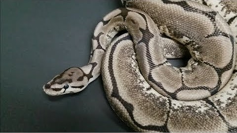 Ball Pythons: WARNING - Quick live feeding video