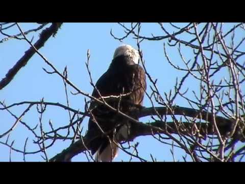 Eagle on the Skagit