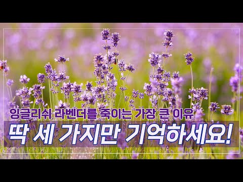 잉글리쉬라벤더  죽이지 않고 키우는 방법 / 물주기, 가지치기, 삽목,