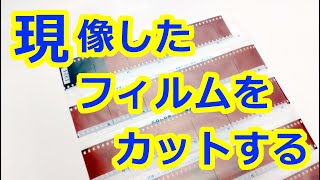 現像したフィルムをカットする