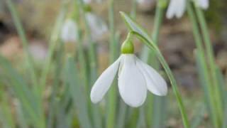 Snowdrop time-lapse sequence