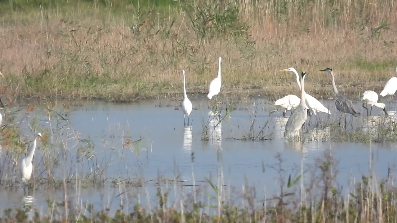 02 Parter of Black-faced spoonbill ! 