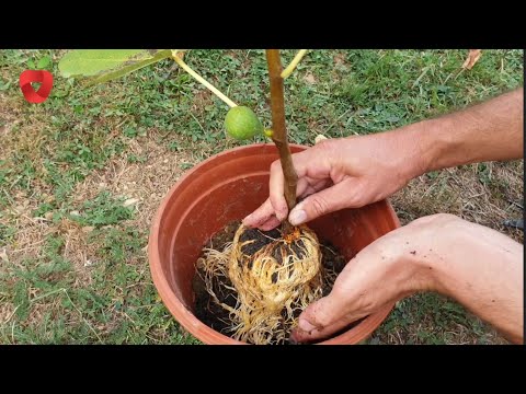 Video: Përhapja e fikut: Si të filloni një pemë fiku nga një prerje
