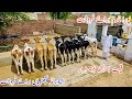 Imported Hf Heifers for sale in Punjab Pakistan |Australian Friesian Bachrian