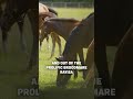 Big Boots to fill! Is this the next Aga Khan Studs Star?