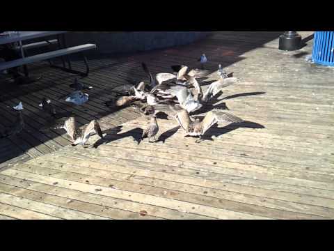 A bunch of seagulls fighting over food