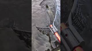 3 x big Murray Cod 3 x close to PB yellas (Callop) #cod #fishing #shimano #spinwrightlures #hobie