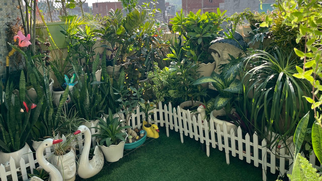 Mini Garden Makeover idea 🪏👨‍🌾?#gardenmakeover #gardenideas #gardeningtips#plantsofindia#viral#video