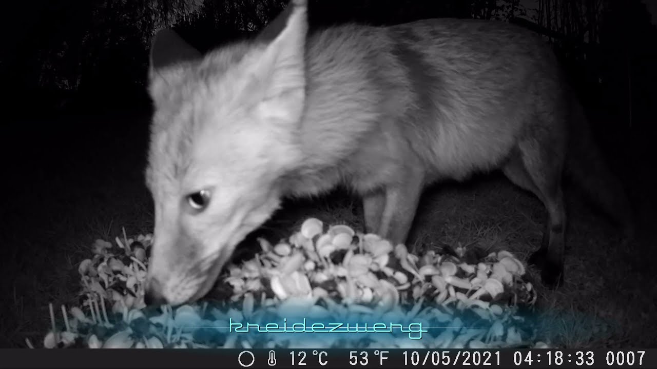 fox eats venus flytrap / Venusfliegenfalle (COOLIFE H8201)