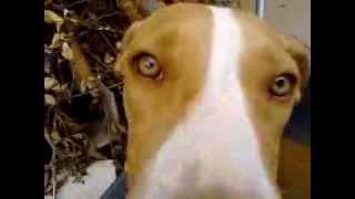 Sami em: cãorrinho de mão.