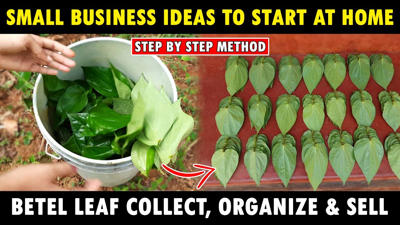 Betel Leaf Farm | How To Collect, Organize & Sell Betel Leaf | Small Business Ideas To Start at Home