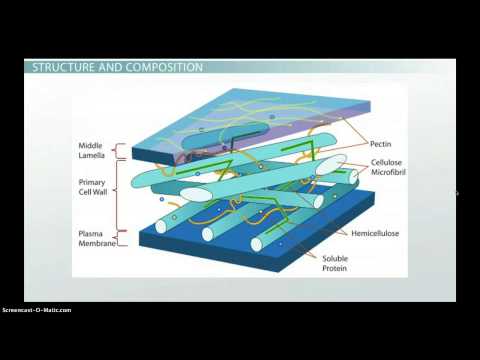 Video: Hvad er funktionen af plantecellevæggen?