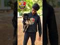 🔥 Long coat German Shepherd Pups 🏡 Bengaluru Puppies ♥️ #shorts #americanbully