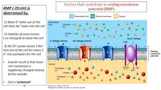 Electrical Signals in Neurons Part 1