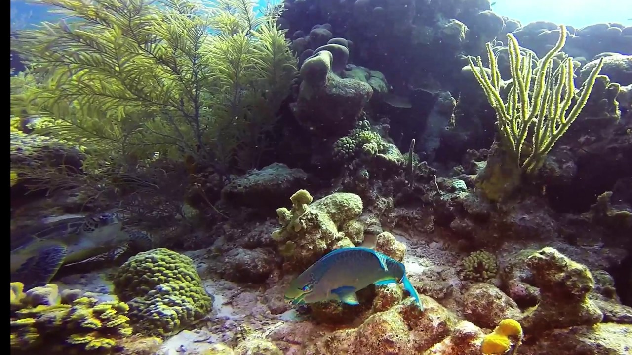Diving Bonaire February 2017 YouTube